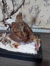 Cased taxidermy woodcock for sale  KIDDERMINSTER