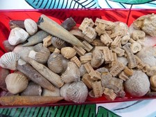 Lot 100 petits d'occasion  Saint-Aubin-sur-Mer