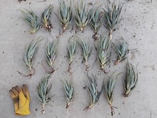 Blue elf aloe for sale  Claremont