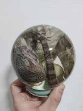 Bartagame pogona vitticeps gebraucht kaufen  Lemwerder