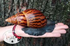 Usado, Caracol Achatina Achatina padrão Land Achatschnecke šnek Snigel Lumaca Snegl comprar usado  Enviando para Brazil