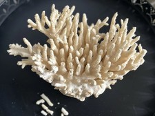 Vintage large natural for sale  NEWTON ABBOT