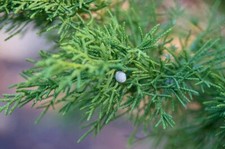 Running cedar juniperus for sale  Altamont