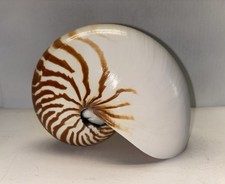 Giant tiger striped for sale  Philadelphia