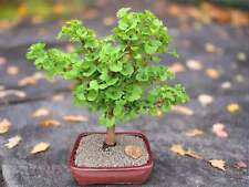 Ginkgo bonsai tree for sale  Freeport
