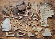 Snapping turtle bone for sale  Cedar Bluff