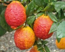 Pianta limone rosso usato  Italia
