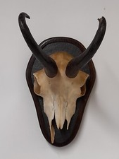 Taxidermy chamois horns for sale  LYMINGTON