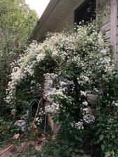White star sweet for sale  Clover
