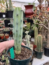 Myrtillocactus cochal candelab for sale  Temecula