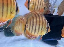 Live tropical fish for sale  New York