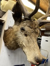 stag head taxidermy for sale stag head taxidermy for sale CREWE