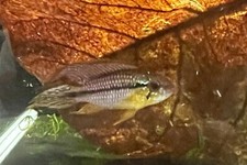 Apistogramma tefe agassizi for sale  Burley