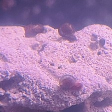 100 feeder snails for sale  Bordentown