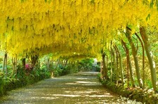 Edel goldregen vossii gebraucht kaufen Edel goldregen vossii gebraucht kaufen  Essen