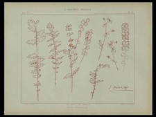 Petite pimprenelle habert d'occasion  Rennes-