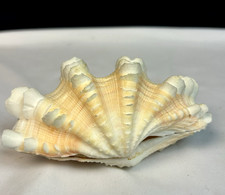 Vintage fluted giant for sale  Chandler