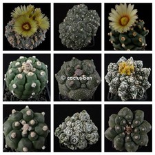 Seeds korn astrophytum gebraucht kaufen  Altötting