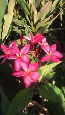 Pink plumeria frangipani for sale  WEMBLEY