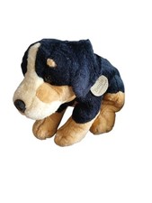 Keel benjie puppy for sale  RUGELEY