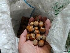 Nocciole con guscio usato  Ghedi
