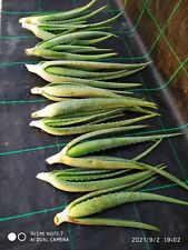 Aloe barbadensis miller usato  Manduria