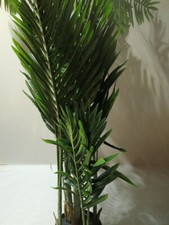 zimmerpflanze palme gebraucht kaufen zimmerpflanze palme gebraucht kaufen Herten