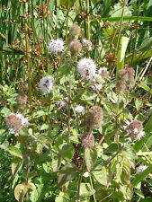 Water mint mentha for sale  BUCKFASTLEIGH