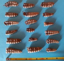 Lot rattlesnake tails for sale  Villa Park