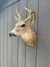 Vintage deer buck for sale  Shreve