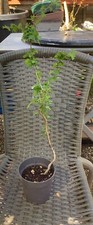 Hawthorn pre bonsai for sale  BROMLEY