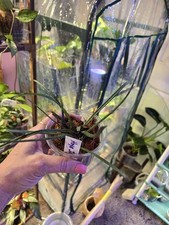 Hoya insularis house for sale  Carver