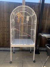 Large bird parrot for sale  CANNOCK