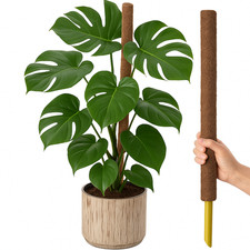 Indoor climber plant for sale  UK