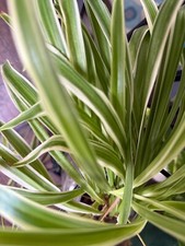Variegated spider plant for sale  Walnut