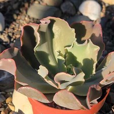 Echeveria gibbiflora for sale  Fresno