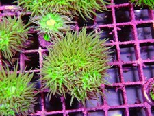 Head duncan coral for sale  CLACTON-ON-SEA