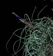 Tillandsia butzii usato  Napoli