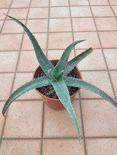 Aloe vera chinensis usato  Barcellona Pozzo di Gotto