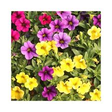 Mixed calibrachoa starter for sale  WICKFORD