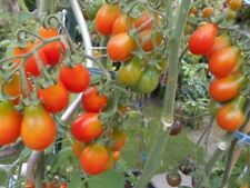 Sibirisches birnchen tomate gebraucht kaufen  Erding