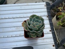 Echeveria imbricata currently for sale  Manteca