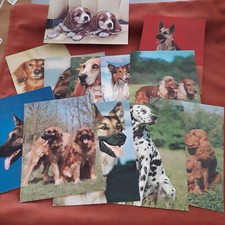 Tier postkarten hundepostkarte gebraucht kaufen  Itzehoe