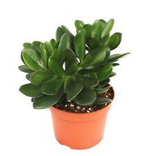 Exotenherz crassula portulacea gebraucht kaufen  Zweibrücken