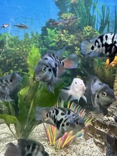 2inch polar blue for sale  New Baltimore