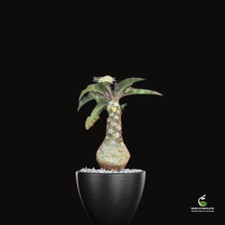 Dorstenia crispa seeds for sale  Shipping to United Kingdom