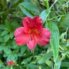 Alstroemeria psittacina red for sale  San Francisco