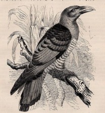 Giant cuckoo scythrops for sale  Brooklyn