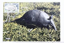 Tatou guyanne postcard d'occasion  Venelles