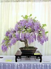 Wisteria bonsai tree for sale  BROCKENHURST